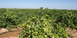 Tratamientos recomendados para las viñas tras la vendimia