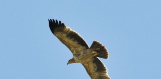 Multa de 700.000 euros a Iberdrola por electrocuciones de águilas