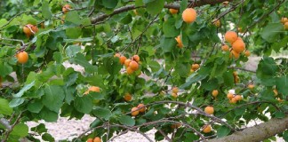 Cooperativas Agro-alimentarias prevé más de 55.000 toneladas de frutas de hueso