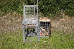 caja-trampa-cadiz