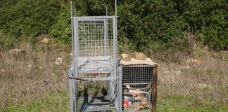 Indignados por homologación de más trampas y lazos para control predadores