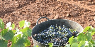 “GO_BIGDATA _VINO”, proyecto para aumentar calidad de uva con menos agua, fertilizantes y energía uva tempranillo