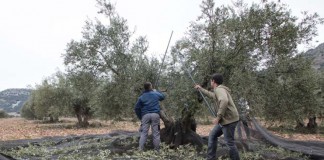 Cooperativas Agro-alimentarias prevé una campaña de producción de aceite entre 85.000 y 95.000 toneladas en Castilla-La Mancha