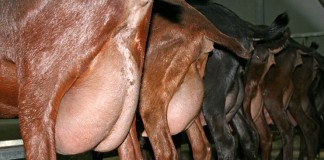 Comienza la recuperación de los precios de la leche de cabra cabras