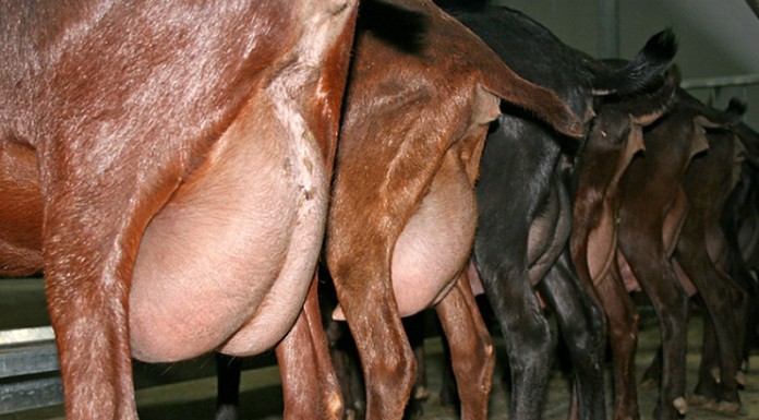 El dramático “efecto mariposa” para 5.340 cabreros españoles cabras