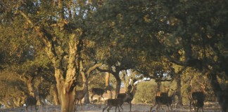 Emergencia cinegética por daños de ciervo en dos comarcas de Guadalajara ciervos