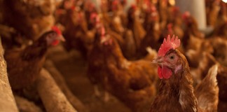 La ganadería acoge “con alivio” la rebaja fiscal de módulos 2017