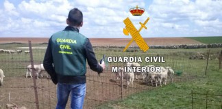 La Guardia Civil detiene a cinco personas por robos de corderos selectos