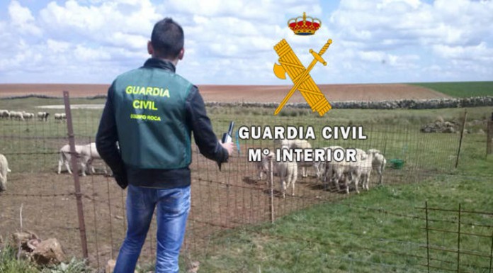 La Guardia Civil detiene a cinco personas por robos de corderos selectos