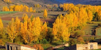 ¿Qué significa mardano, remonta, rochanos, burraca, rebrojo o muesa?