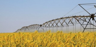 Ayudas a cultivos proteicos y legumbres de calidad soja