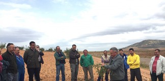 Gran interés por la poda del almendro en Tomelloso