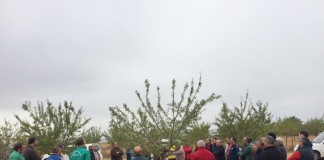 Jornada sobre almendro en Munera y Bolaños de Calatrava poda almendro