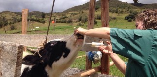 Hasta el 15 de octubre. Ayudas para Agrupaciones de Defensa Sanitaria Ganaderas (ADSG) vacunación
