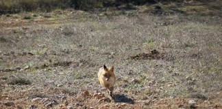 Jornada informativa sobre control de predadores, en Toledo