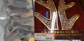 Científicos de UCLM investigarán cuerna inmadura de ciervo para medicina asiática