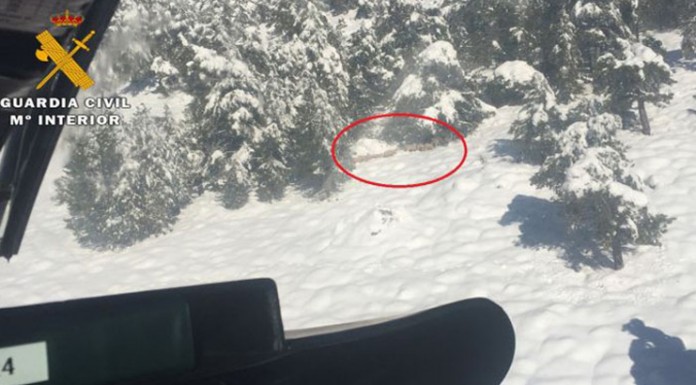 La Guardia Civil rescata 33 ovejas de la nieve en Nerpio