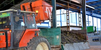 La aceituna se paga entre 70 céntimos y un euro el kilo