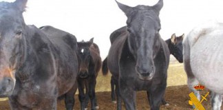 Investiga al responsable de explotación equina de Caudete por maltrato animal