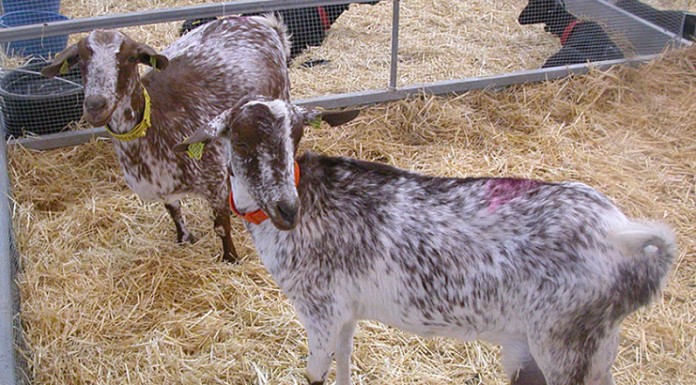 La mayor cooperativa española de caprino de leche entra en concurso de acreedores