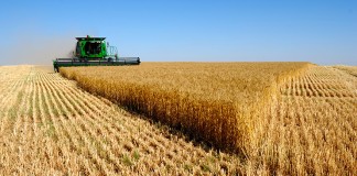 Sigue aumentando superficie destinada al cultivo de cereales en Castilla-La Mancha cereales
