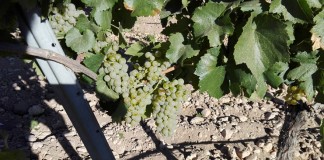 Castilla-La Mancha dispondrá de 33,4 millones de euros para reestructuración y reconversión del viñedo en 2017