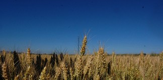 Europa admite a trámite petición Unión de Uniones sobre agricultura ecológica