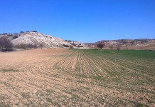 ASAJA Castilla-La Mancha lleva ante la Fiscalía la gestión de Agroseguro en los daños por fauna silvestre daños conejos