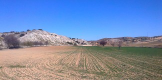 El conejo híbrido que arrasa los cultivos: voraz, con el doble de peso, trepador y roedor daños conejos