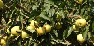 Nuevo pago de ayudas a frutales y frutos de cáscara frutales