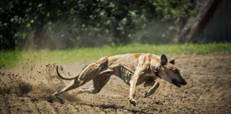 La ONC condena la agresión a un galguero en Toledo