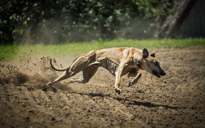 galgo