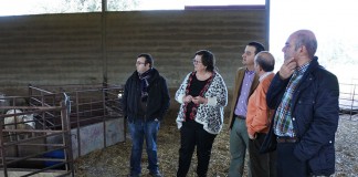 La berrenda tendrá ayudas especiales de razas en peligro de extinción