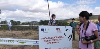 Cazadores, agricultores y propietarios informados de avances en reintroducción de lince