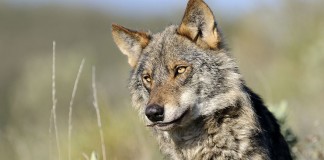 El lobo, en situación crítica, precisa de atención urgente en Guadalajara lobo