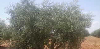 Prestigiosos expertos internacionales elaborarán guía técnica sobre Xylella fastidiosa en olivar