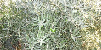 Comienza la recolección de aceituna en Castilla-La Mancha con buenas perspectivas