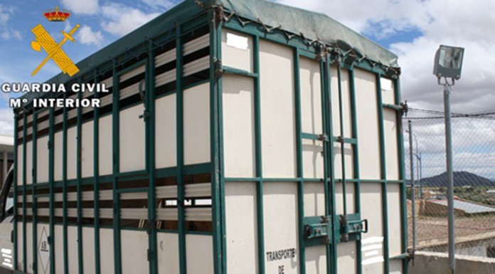 Detenido un hombre por el robo de 237 ovejas, en Albacete