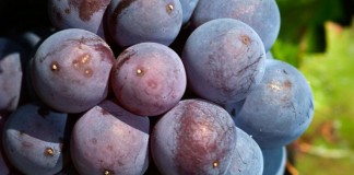 Cosecha DO Valdepeñas rondará los 97 millones de kilos de uva