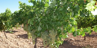 Ingresados 13 millones de euros por reestructuración de viñedo