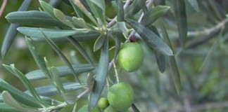 UPA: Las últimas lluvias dan un respiro al sector olivarero regional