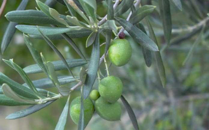 ACEITUNA OLIVO_OLEA_EUROPAEA-696x434