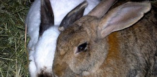 Unión de Uniones contra prohibición de alojamiento de conejos en jaulas