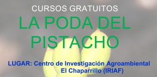 Curso gratuito de poda del pistacho en Ciudad Real