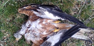 Nuevo caso grave de envenenamiento de rapaces protegidas en Toledo