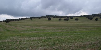 La PAC distribuirá 150 millones de euros entre agricultores y ganaderos de Albacete