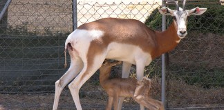 IREC, mejor centro investigador en Reproducción, Veterinaria y Parasitología