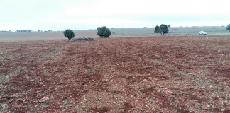 Piaras de jabalíes arrasan cultivos en Campo de Montiel