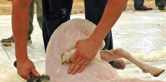 Castilla-La Mancha, tercera productora de lana de España