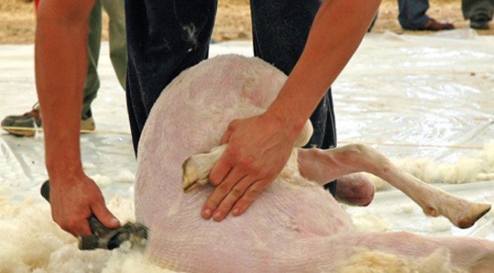 La lana merina cotiza a 2 euros por kilogramo